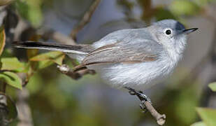 Gobemoucheron gris-bleu