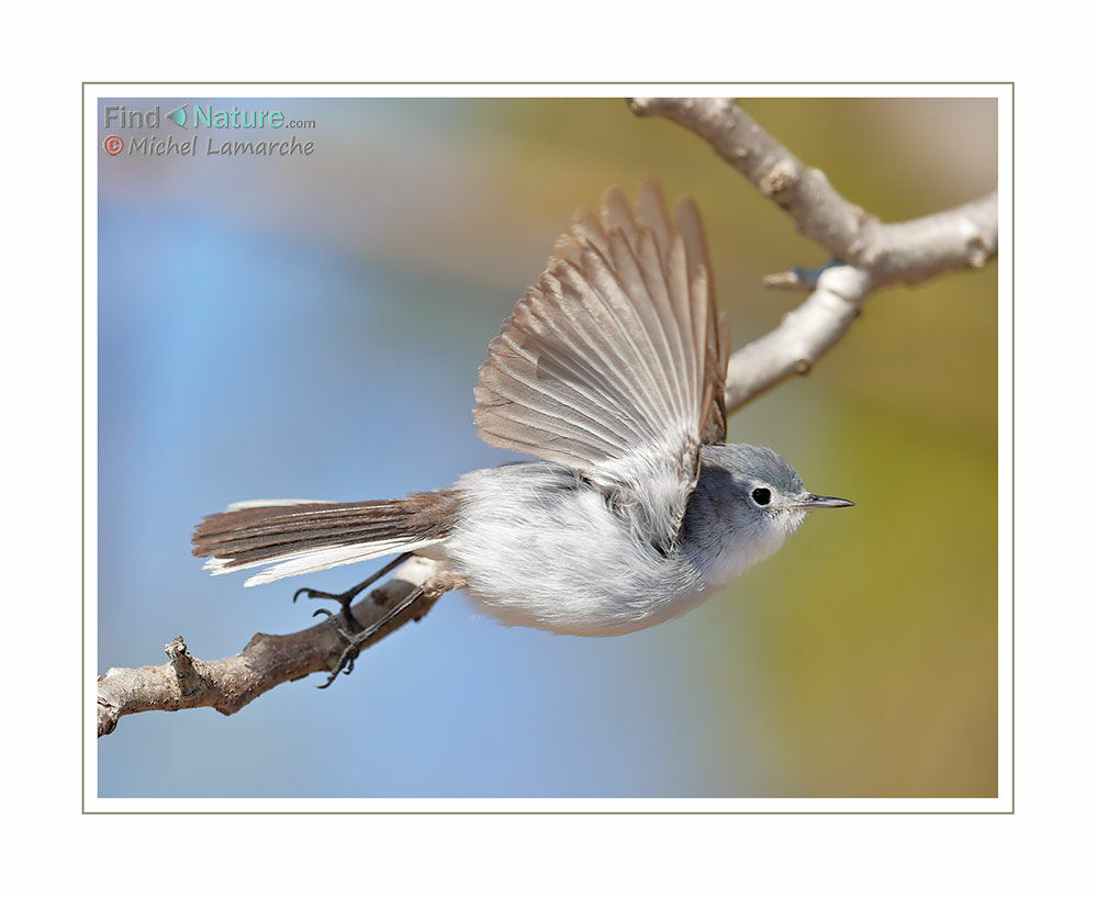 Blue-grey Gnatcatcher, Flight