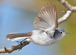 Blue-grey Gnatcatcher