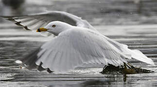 Ring-billed Gull