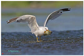 Ring-billed Gull