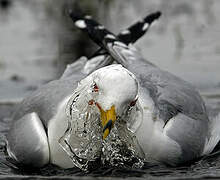 Ring-billed Gull