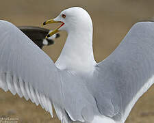 Ring-billed Gull