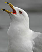 Ring-billed Gull