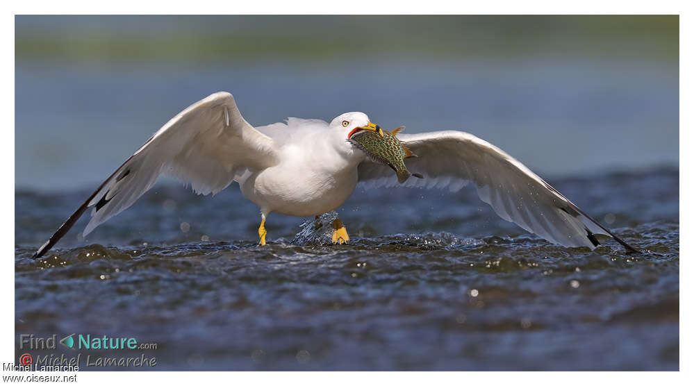 Ring-billed Gulladult breeding, fishing/hunting, eats