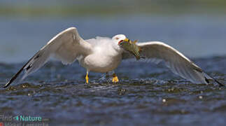 Ring-billed Gull