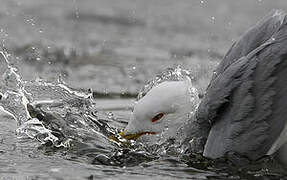 Ring-billed Gull