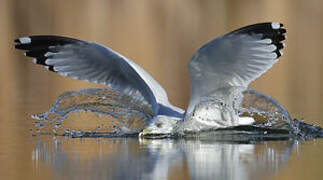 Ring-billed Gull