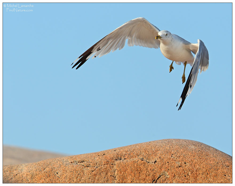 Ring-billed Gull, Flight