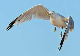 Ring-billed Gull