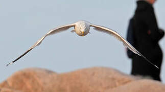 Ring-billed Gull