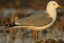 Ring-billed Gull