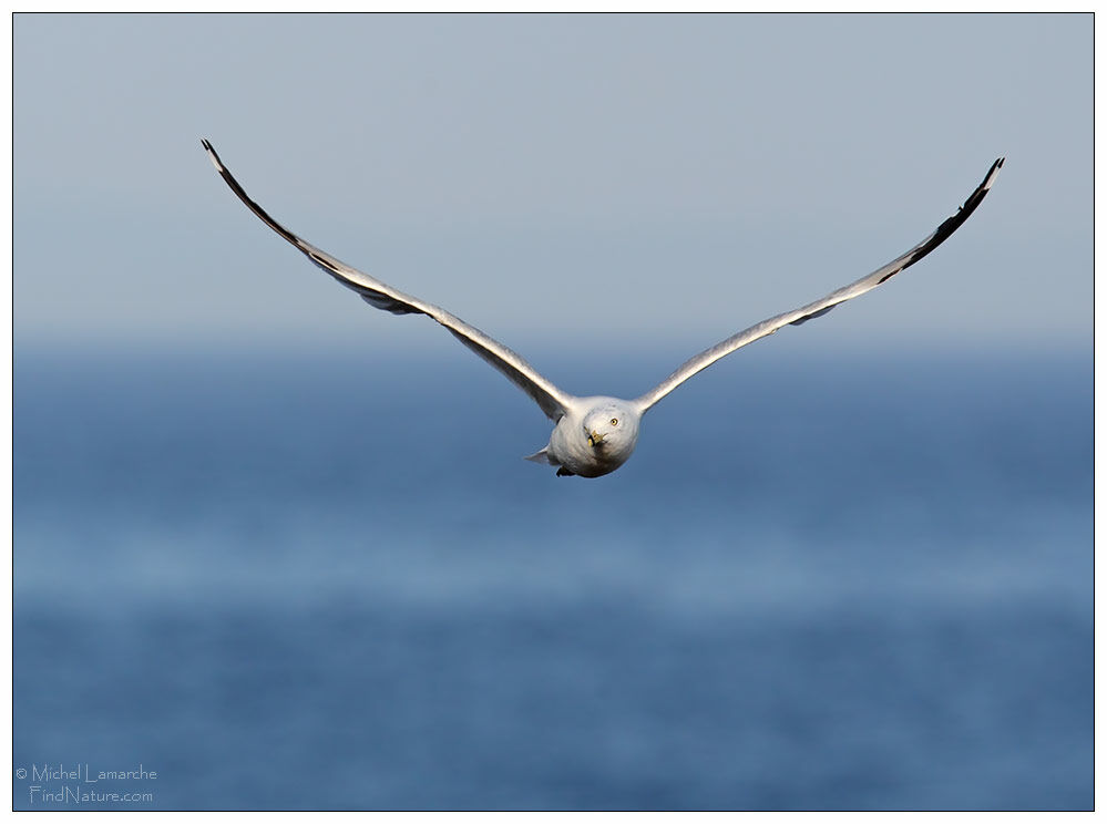 Ring-billed Gull, Flight