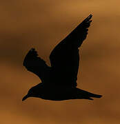 Ring-billed Gull