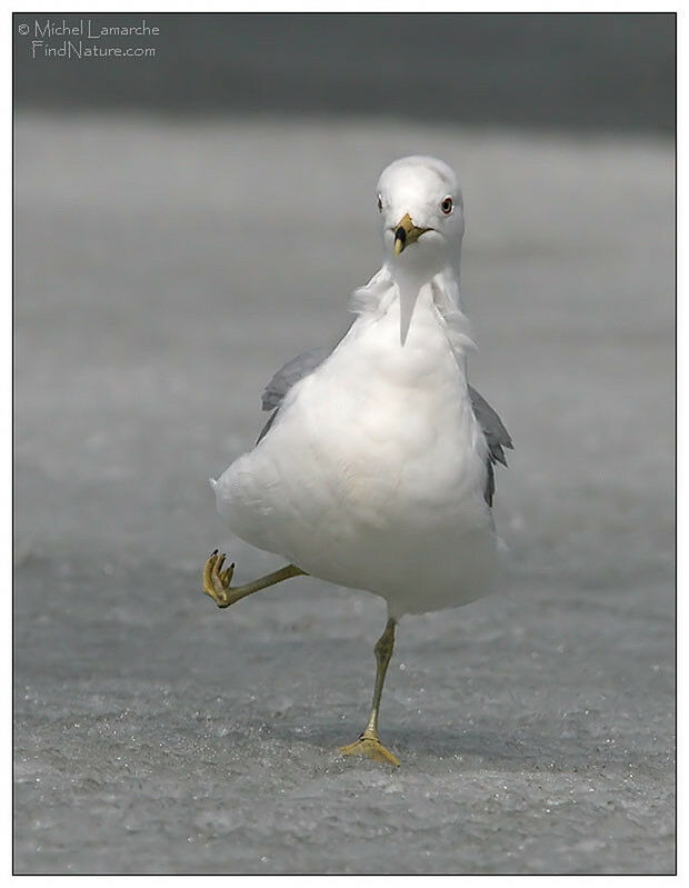 Ring-billed Gull