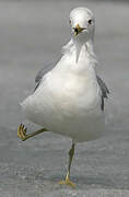 Ring-billed Gull