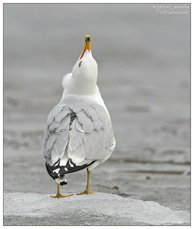 Ring-billed Gull