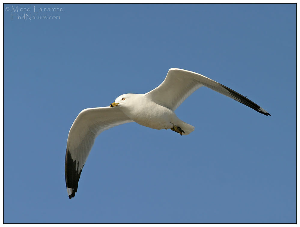 Ring-billed Gull