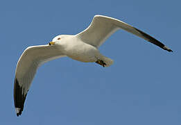 Ring-billed Gull