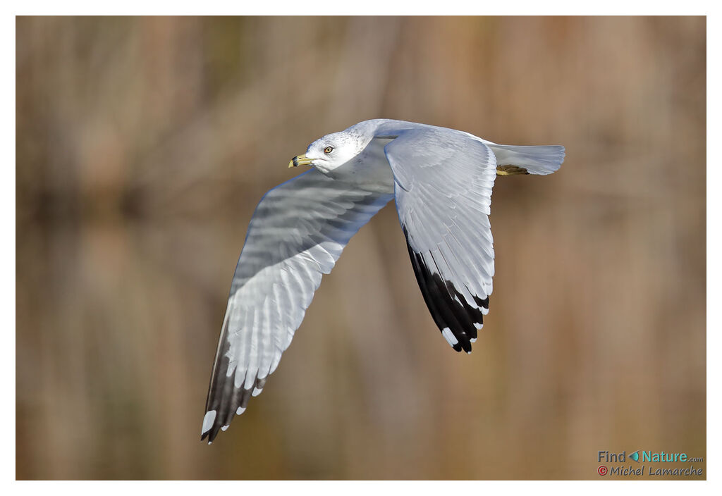 Ring-billed Gull, Flight