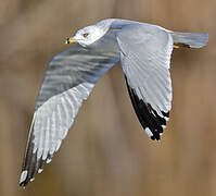 Ring-billed Gull