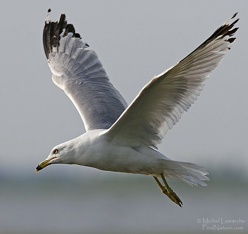 Ring-billed Gull