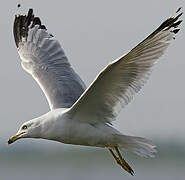 Ring-billed Gull