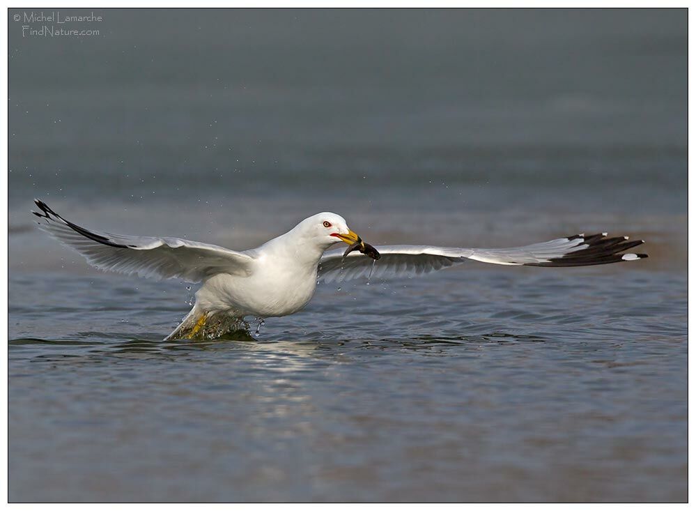 Ring-billed Gulladult