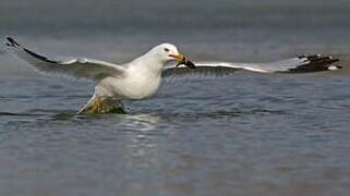 Ring-billed Gull