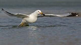 Ring-billed Gull