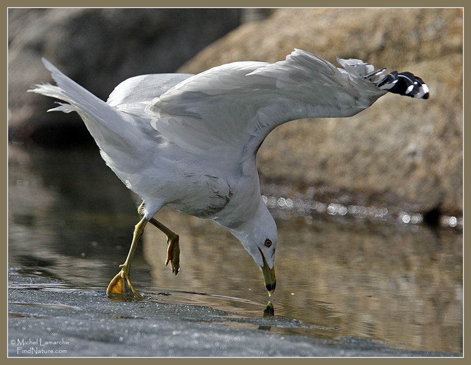 Ring-billed Gull