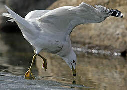 Ring-billed Gull