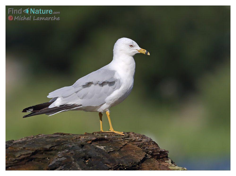 Ring-billed Gull