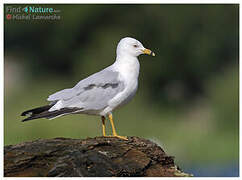 Ring-billed Gull