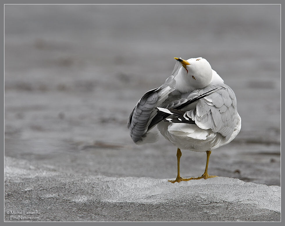 Ring-billed Gull