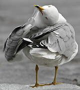 Ring-billed Gull