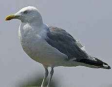 European Herring Gull