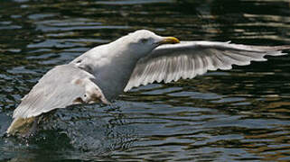 European Herring Gull