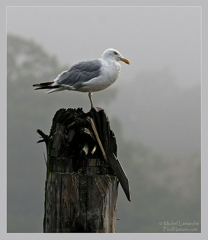 European Herring Gull