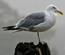 European Herring Gull