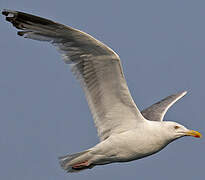 European Herring Gull