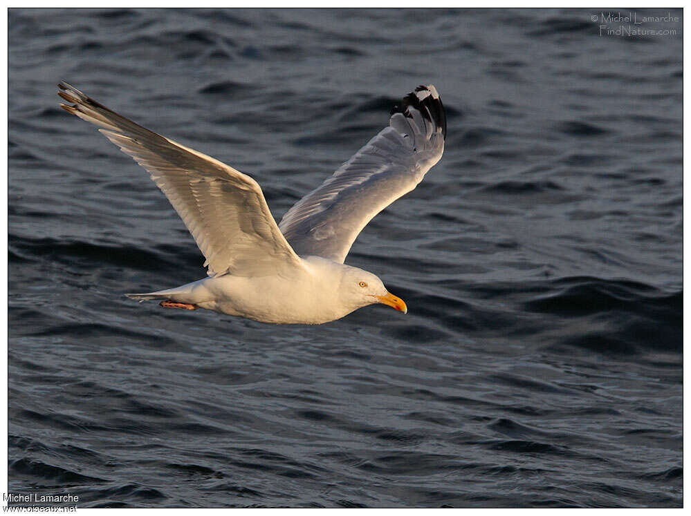 American Herring Gulladult, Flight