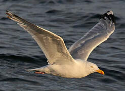 American Herring Gull