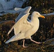 American Herring Gull