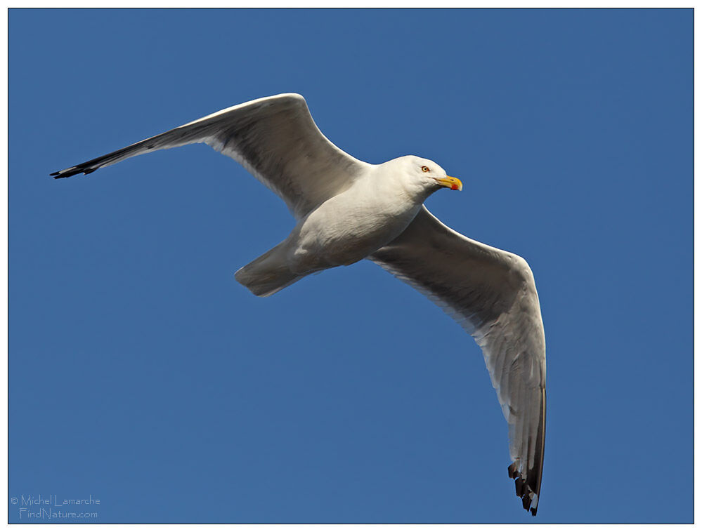 American Herring Gull