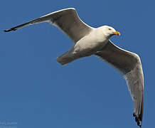 American Herring Gull