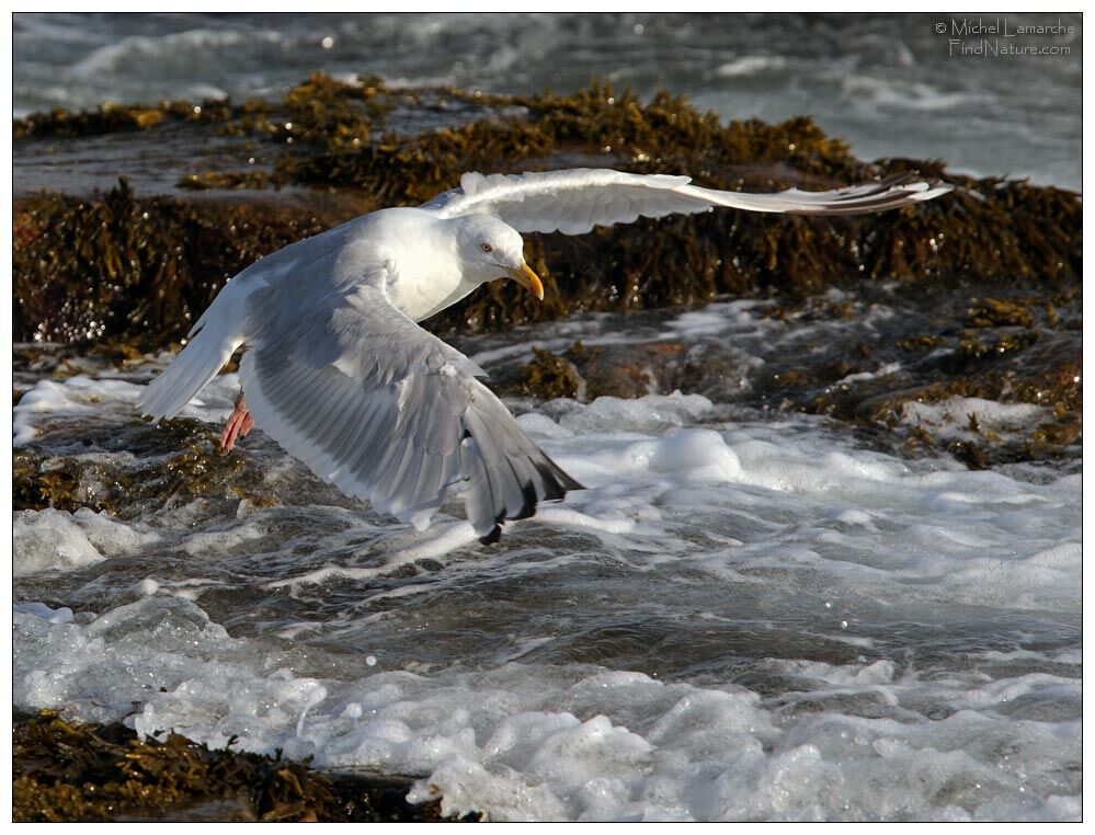 American Herring Gull