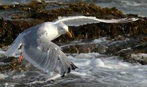 American Herring Gull