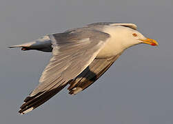 American Herring Gull