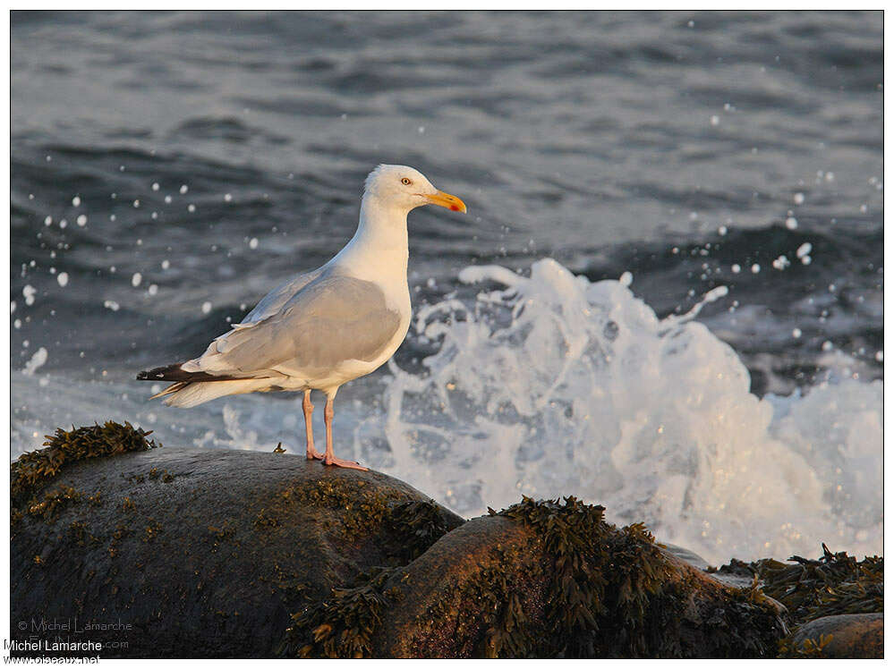 American Herring Gull